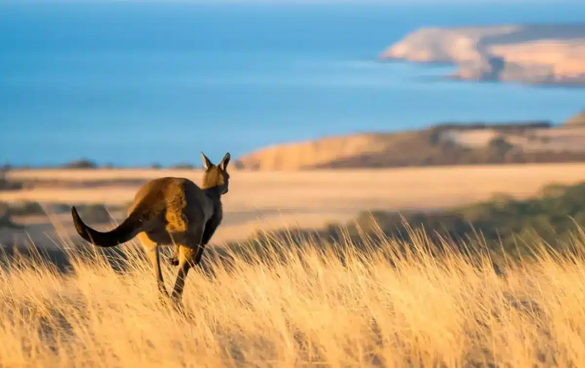 kangaroo in south australia