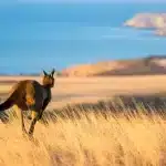 kangaroo in south australia