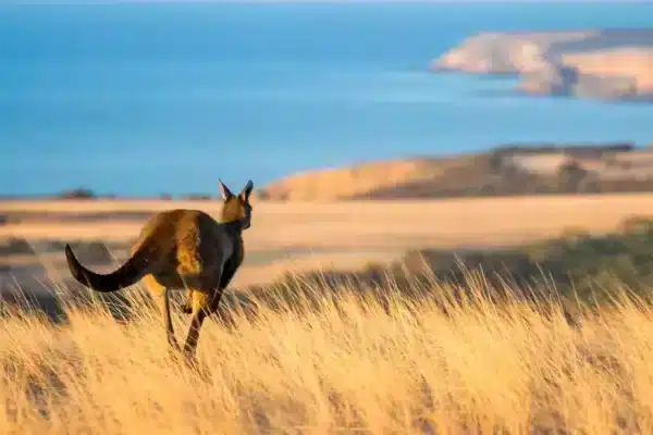 kangaroo in south australia